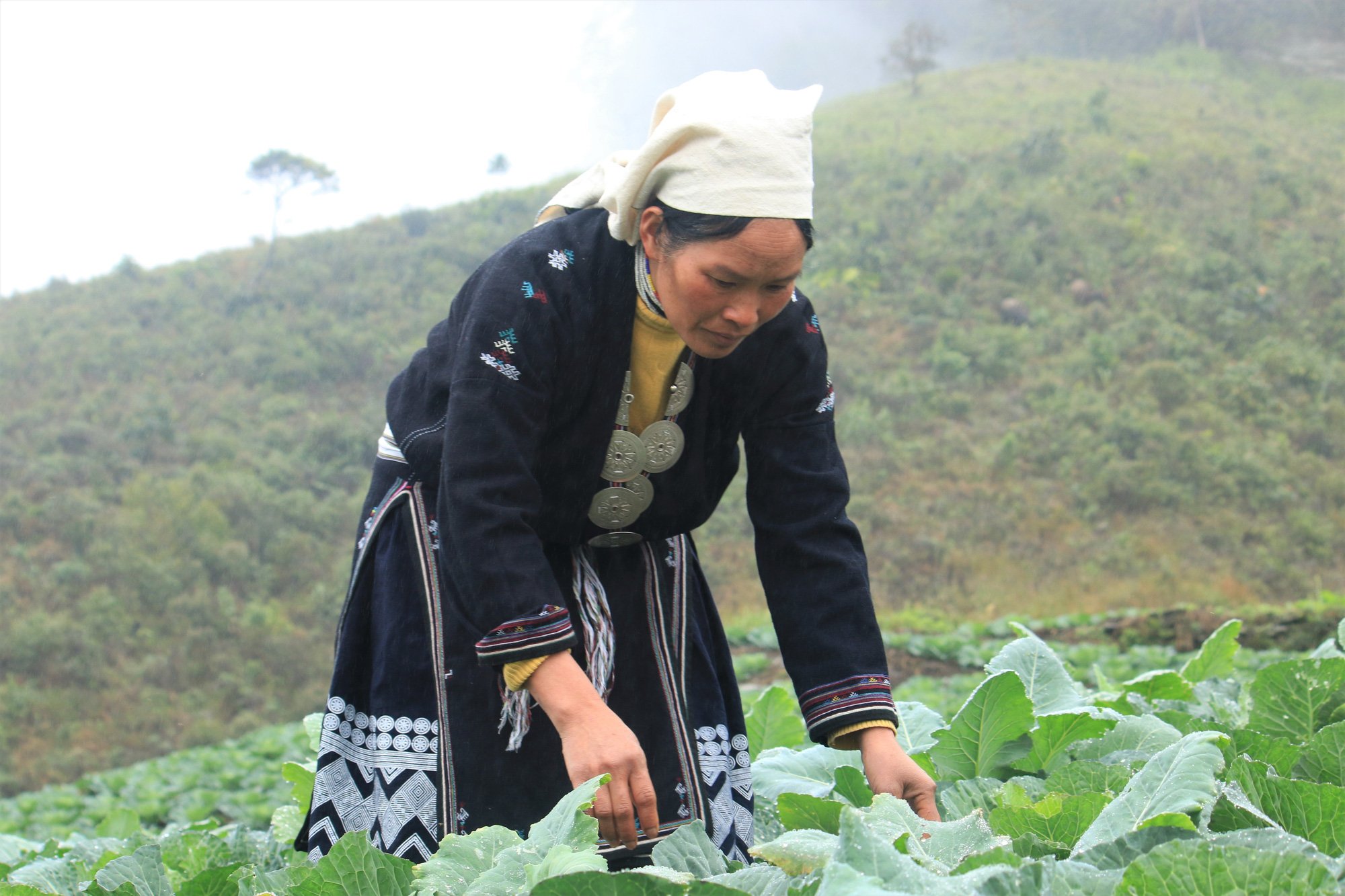 Tuyên Quang: Trồng rau hữu cơ trên đỉnh Kia Tăng thu nhập tăng gấp 3 lần so với trồng ngô, lúa. - Ảnh 3.