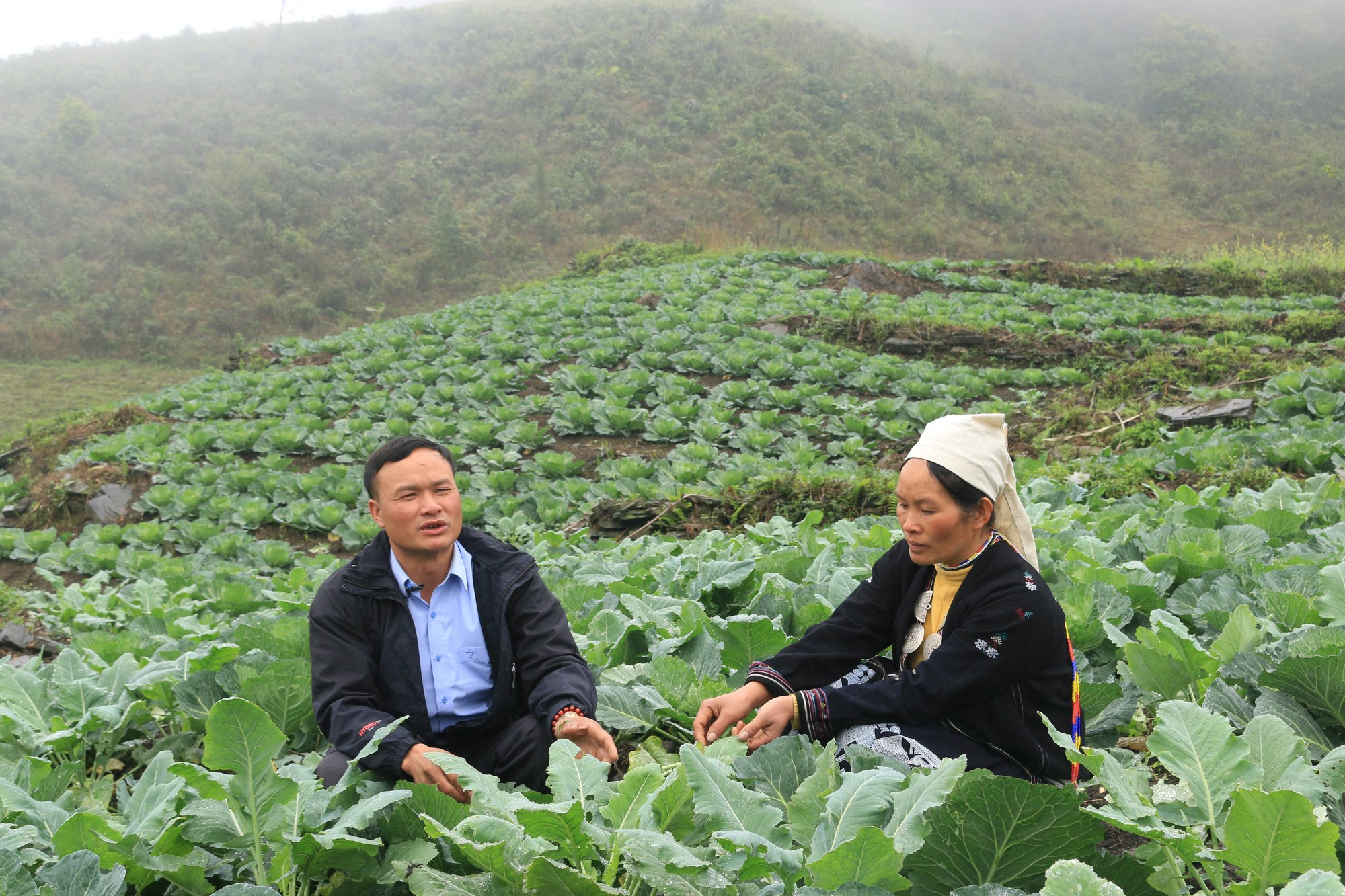 Tuyên Quang: Trồng rau hữu cơ trên đỉnh Kia Tăng thu nhập tăng gấp 3 lần so với trồng ngô, lúa. - Ảnh 4.
