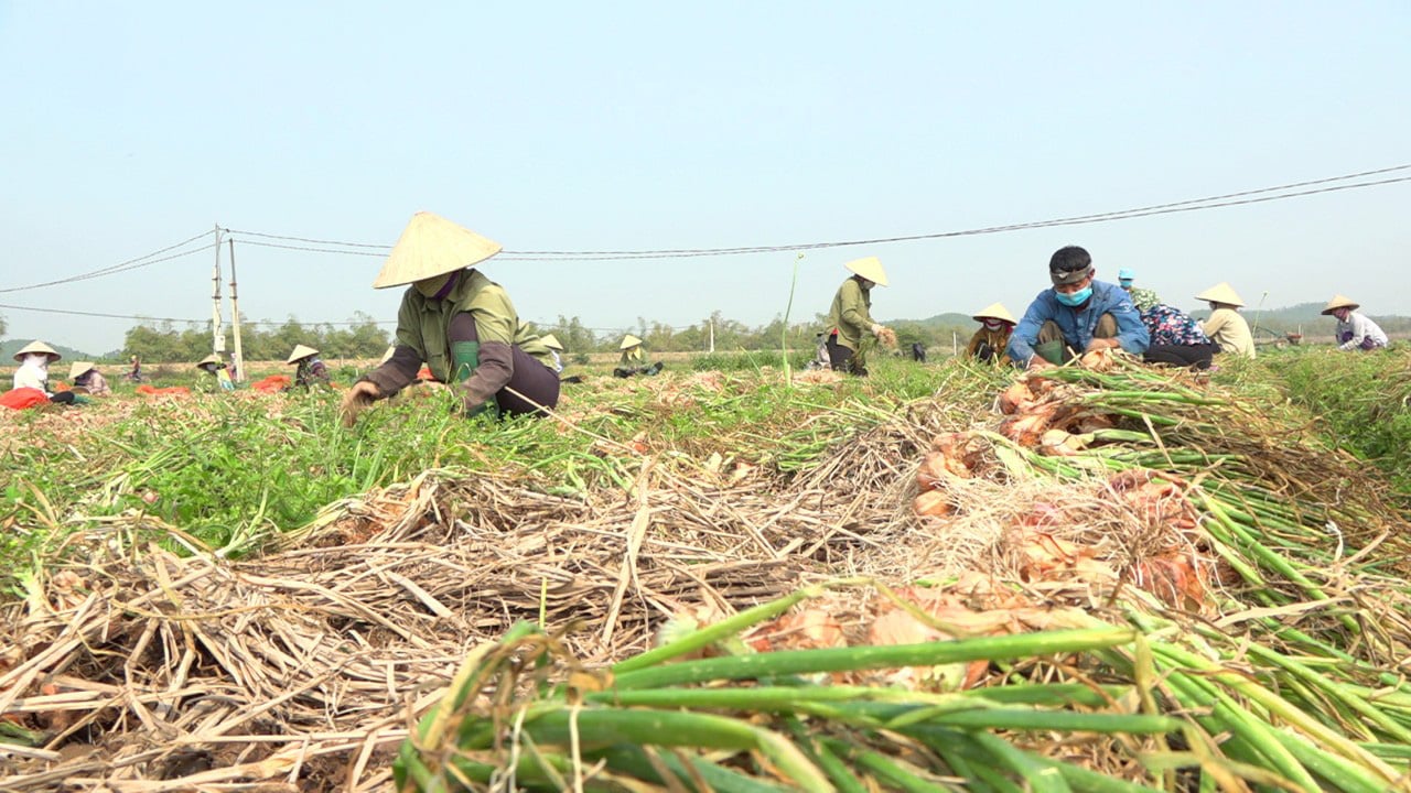 Covid-19 ở Hải Dương: Nông dân chờ đợi thời khắc được ra đồng - Ảnh 1.