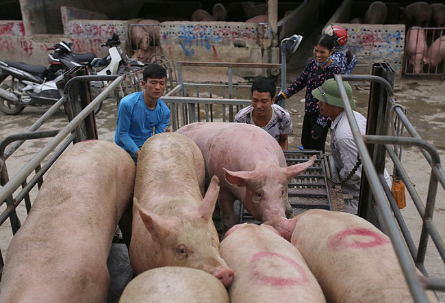 Giá nông sản hôm nay 2/3: Lợn hơi giảm trên toàn quốc, tiêu tăng 500 đồng/kg - Ảnh 1.