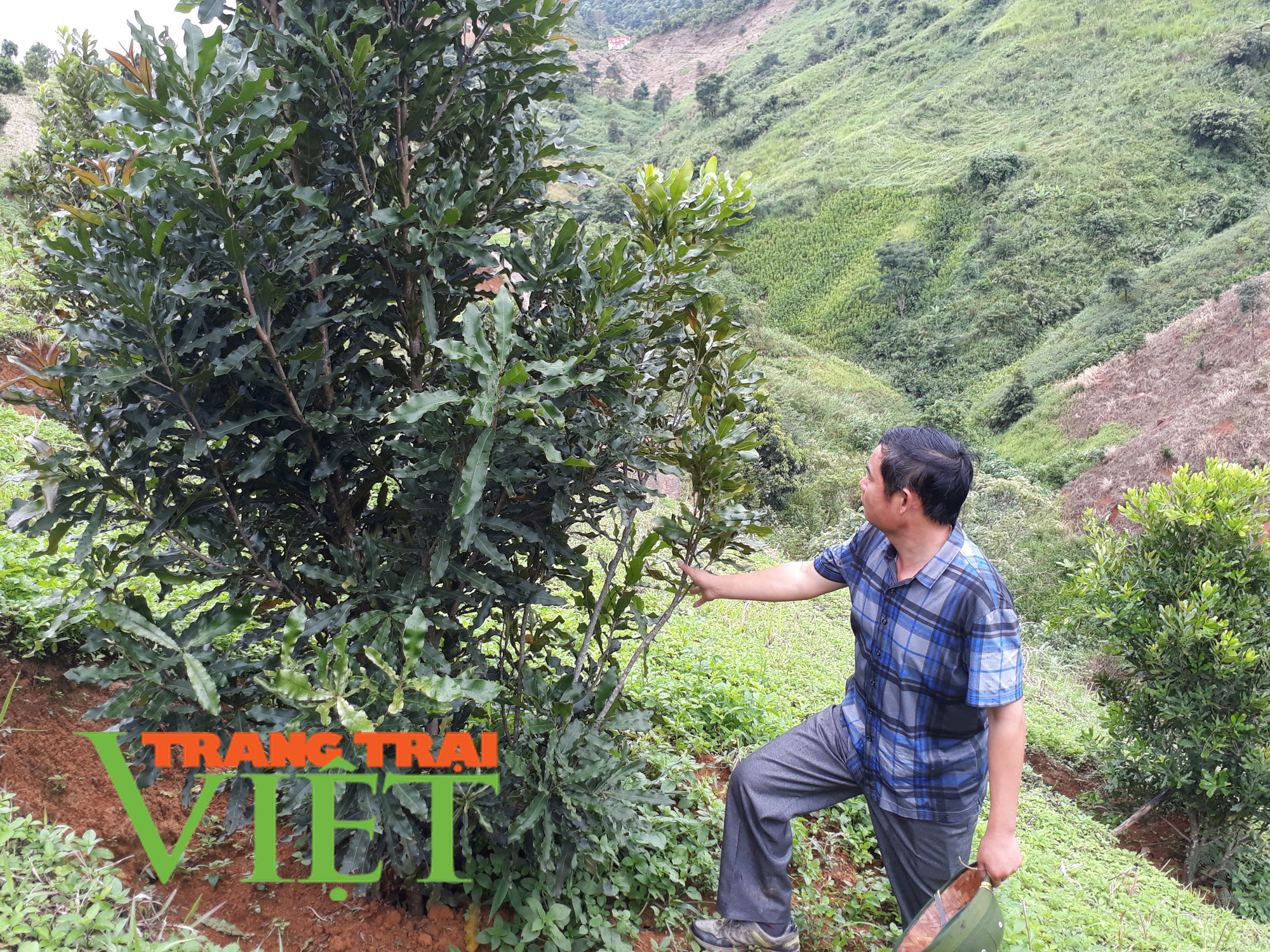 Điện Biên: Cây "tỷ đô" cho quả ngọt đầu mùa - Ảnh 6. Điện Biên: Cây "tỷ đô" cho quả ngọt đầu mùa - Ảnh 6.