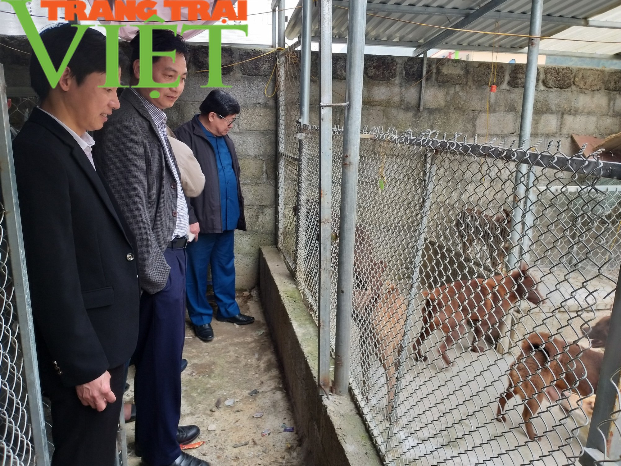 Chàng trai trẻ sở hữu trại chó quý trị giá tiền tỷ ở miền sơn cước - Ảnh 2. Chàng trai trẻ sở hữu trại chó quý trị giá tiền tỷ ở miền sơn cước - Ảnh 2.