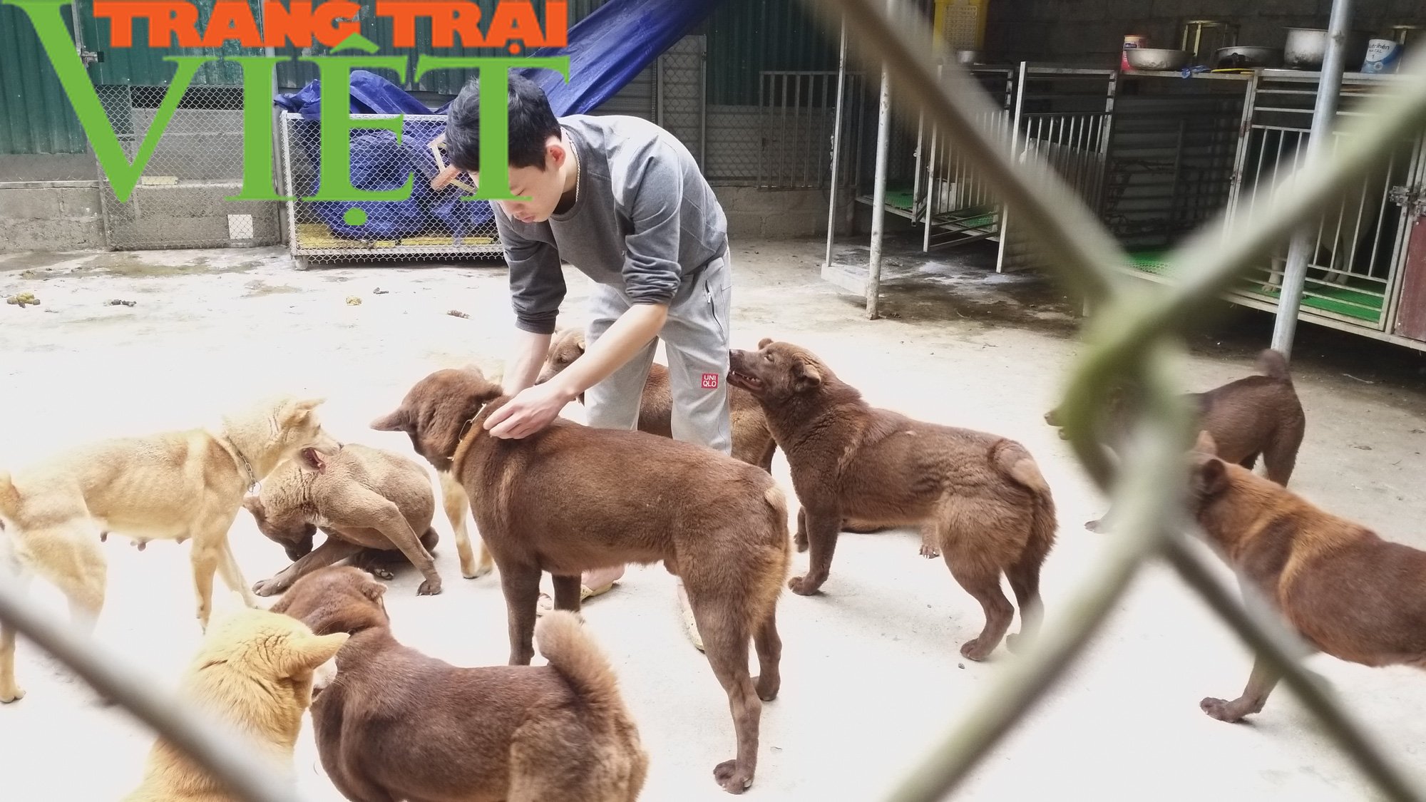 Chàng trai trẻ sở hữu trại chó quý trị giá tiền tỷ ở miền sơn cước - Ảnh 1.
