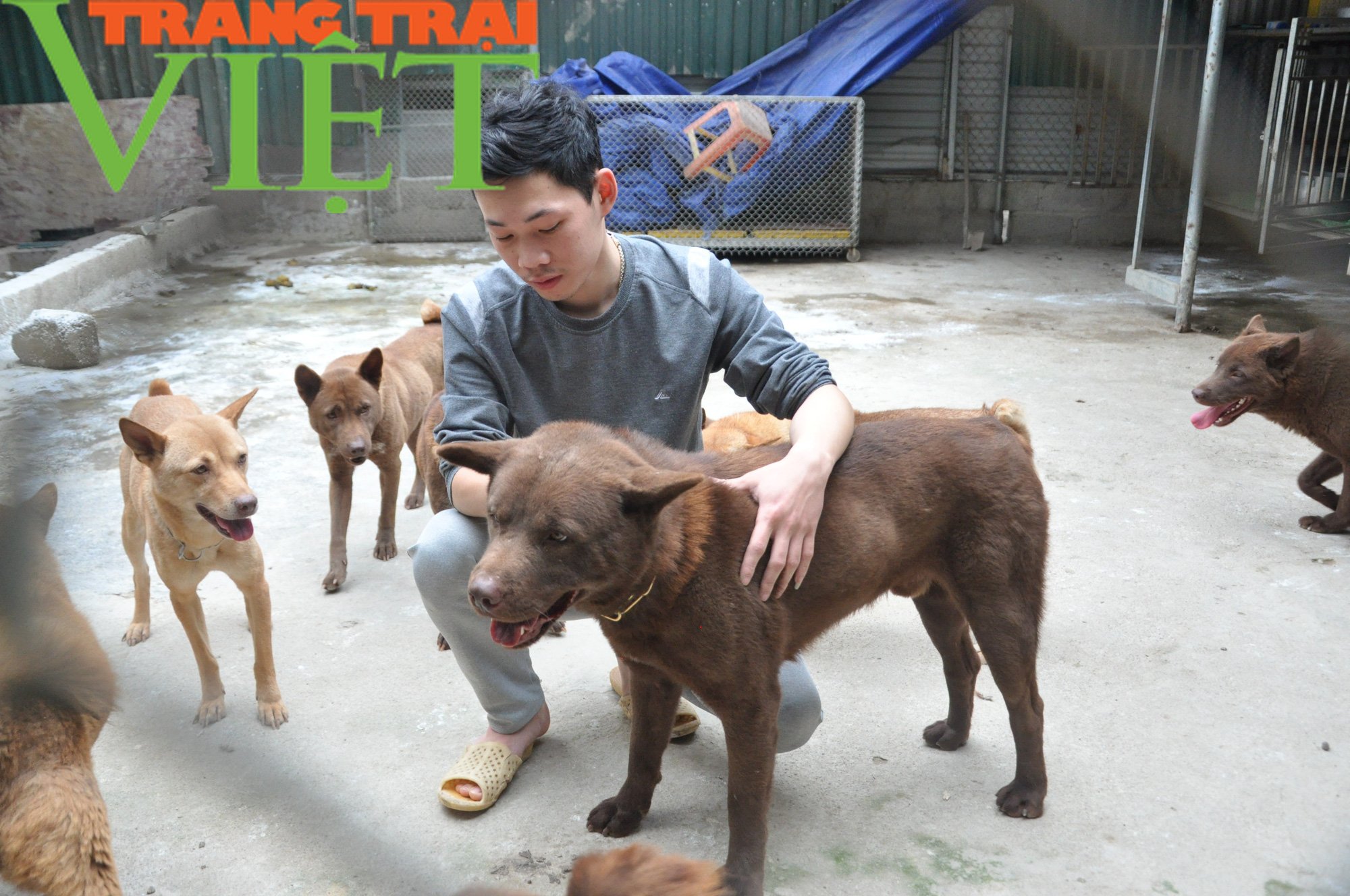 Chàng trai trẻ sở hữu trại chó quý trị giá tiền tỷ ở miền sơn cước - Ảnh 3. Chàng trai trẻ sở hữu trại chó quý trị giá tiền tỷ ở miền sơn cước - Ảnh 3.