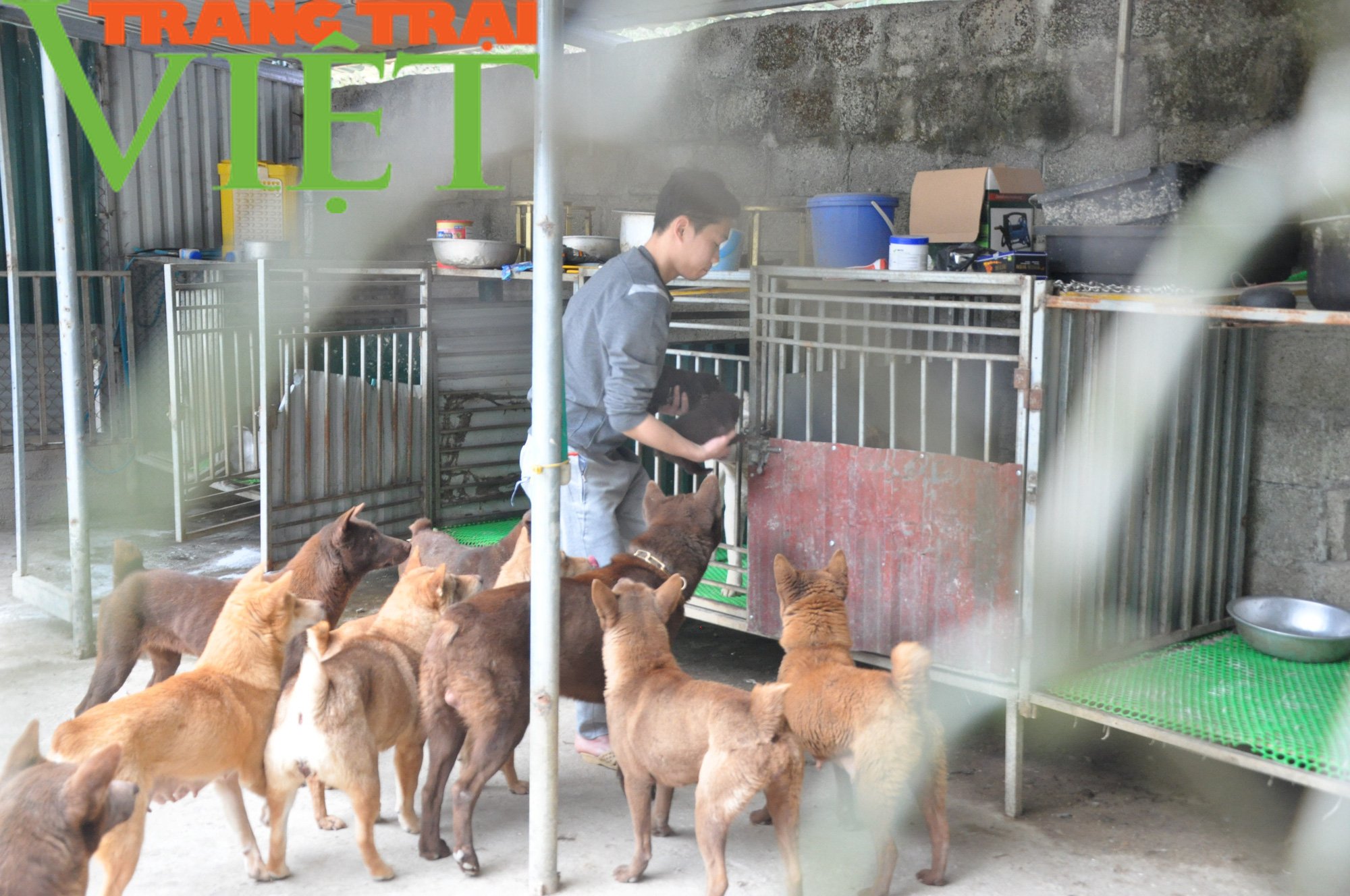 Chàng trai trẻ sở hữu trại chó quý trị giá tiền tỷ ở miền sơn cước - Ảnh 4. Chàng trai trẻ sở hữu trại chó quý trị giá tiền tỷ ở miền sơn cước - Ảnh 4.