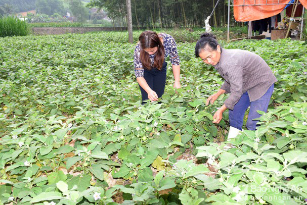 Nghệ An: Trồng thứ quả ướp ăn giòn tan, 4-6 ngày lại thu hoạch 1 lứa, vốn bỏ ra thì ít mà lãi lại cao - Ảnh 2.