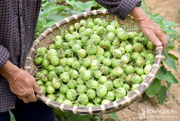 Nghệ An: Trồng thứ quả ướp ăn giòn tan, 4-6 ngày lại thu hoạch 1 lứa, vốn bỏ ra thì ít mà lãi lại cao - Ảnh 3.