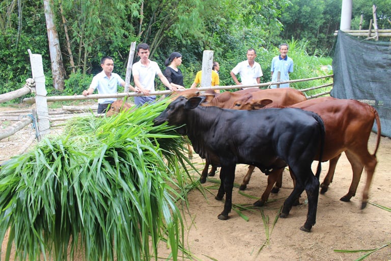 Giá bò hơi tăng cao, thương lái lùng mua bò &quot;khổng lồ&quot; 3B, đặt tiền trước  - Ảnh 2.