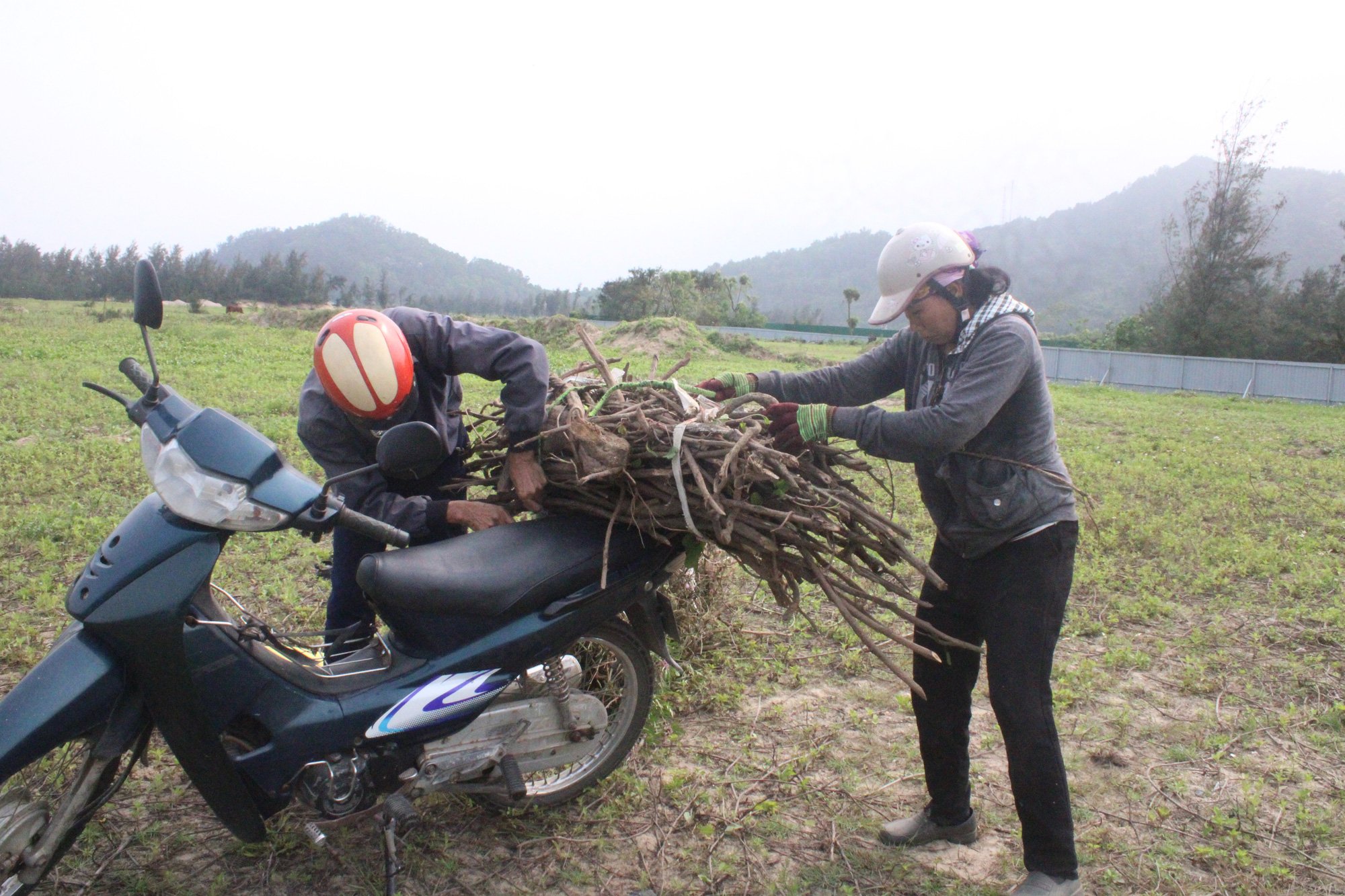 Lạ mà hay: Kiếm ra tiền nhờ loại cây mọc dại ven biển - Ảnh 6.