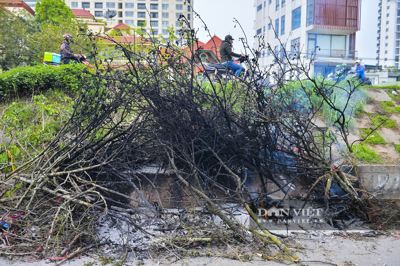 Hết cơn sốt tiền triệu, hoa lê rừng bị vứt đầy đường do không bán được - Ảnh 7.
