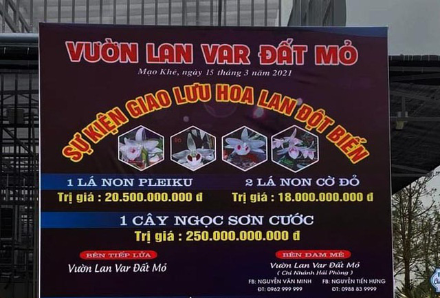 Tiết lộ sốc về giao dịch lan đột biến &quot;siêu khủng&quot; 250 tỷ đồng ở Quảng Ninh - Ảnh 1.