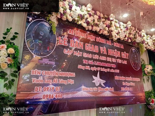 Hoà Bình: Chỉ đạo kiểm soát, các hoạt động giao dịch hoa lan đột biến gen - Ảnh 3.