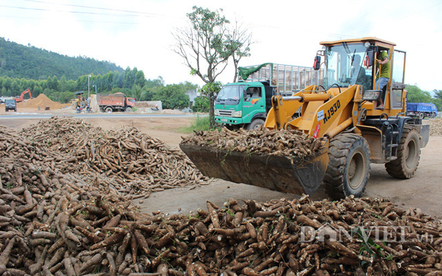 Không vội tăng diện tích sắn - Ảnh 1. Không vội tăng diện tích sắn - Ảnh 1.