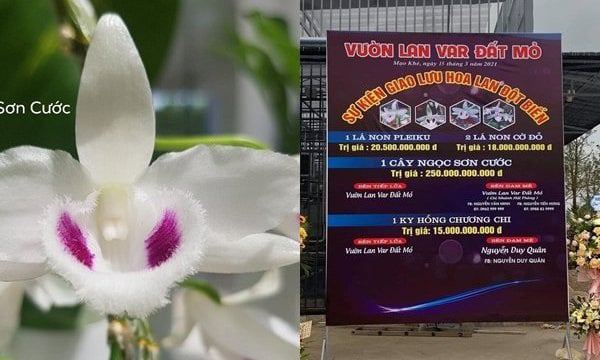 Nóng: Tổng cục Thuế ra văn bản "khẩn" thu thuế lan đột biến trăm tỷ đồng - Ảnh 1. Nóng: Tổng cục Thuế ra văn bản "khẩn" thu thuế lan đột biến trăm tỷ đồng - Ảnh 1.