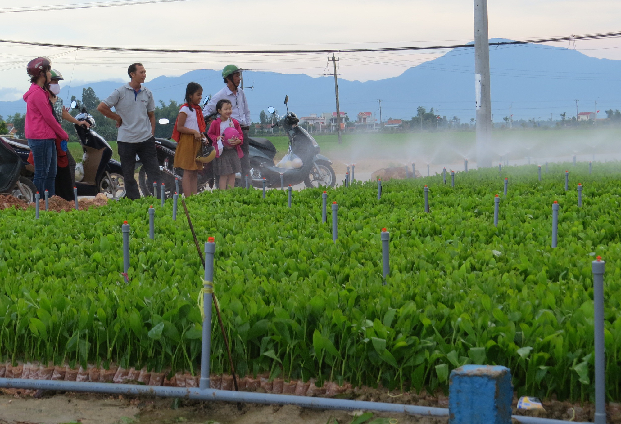 Rời bàn giấy thỏa chí với đam mê ươm cây hái quả - Ảnh 3.