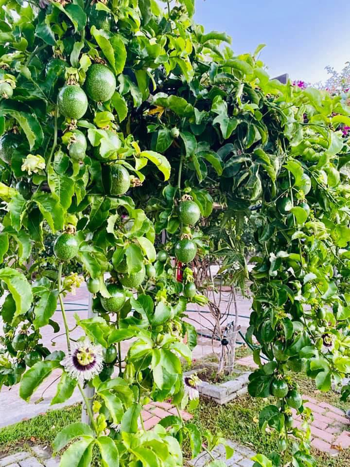 Chiêm ngưỡng nhà vườn 2000m2 với nhiều cây cảnh đắt tiền của Bằng Kiều tại Mỹ - Ảnh 7.