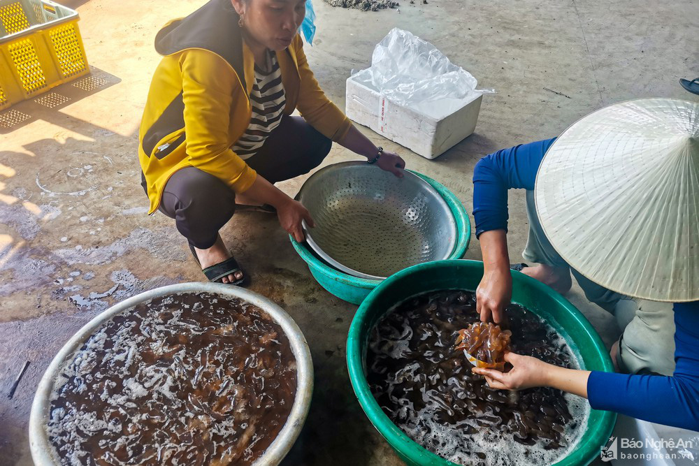 Nghệ An: Bắt loài vật trong suốt không có não đem về ngâm nước lá ổi, ngư dân ở đây không có mà bán  - Ảnh 7.
