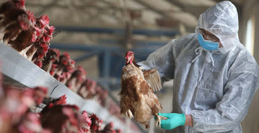 Cúm A H5N8 lây từ gà sang người nguy hiểm như thế nào mà cả WHO và FAO phải cảnh báo Việt Nam? - Ảnh 1.