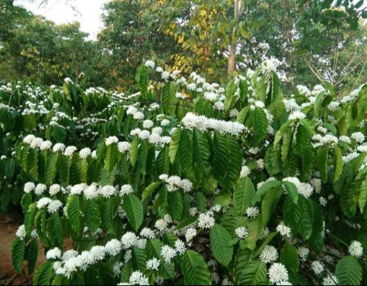 Tháng 3, bạt ngàn sắc trắng tinh khôi hoa cà phê tại đại ngàn Tây Nguyên - Ảnh 9.