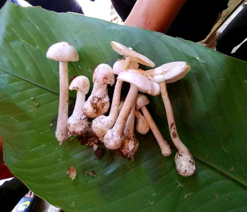4 người trong cùng gia đình ngộ độc nặng chỉ vì... 10 cây nấm - Ảnh 1.