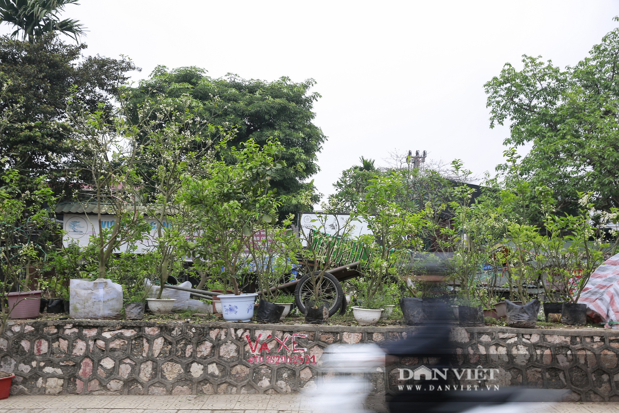 Kỳ lạ thú chơi cây hoa mới của người Hà Nội - Ảnh 1.