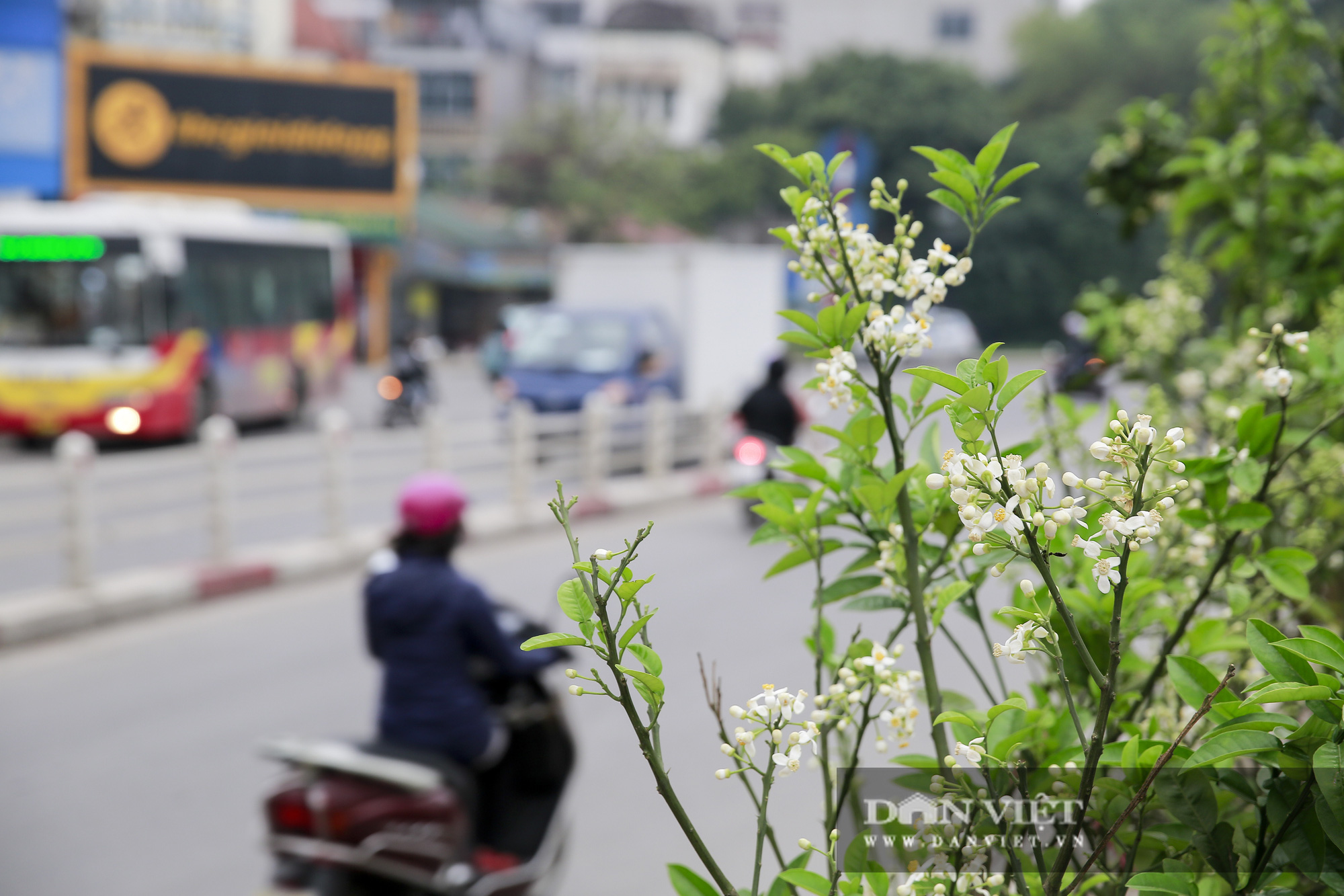 Kỳ lạ thú chơi cây hoa mới của người Hà Nội - Ảnh 10.