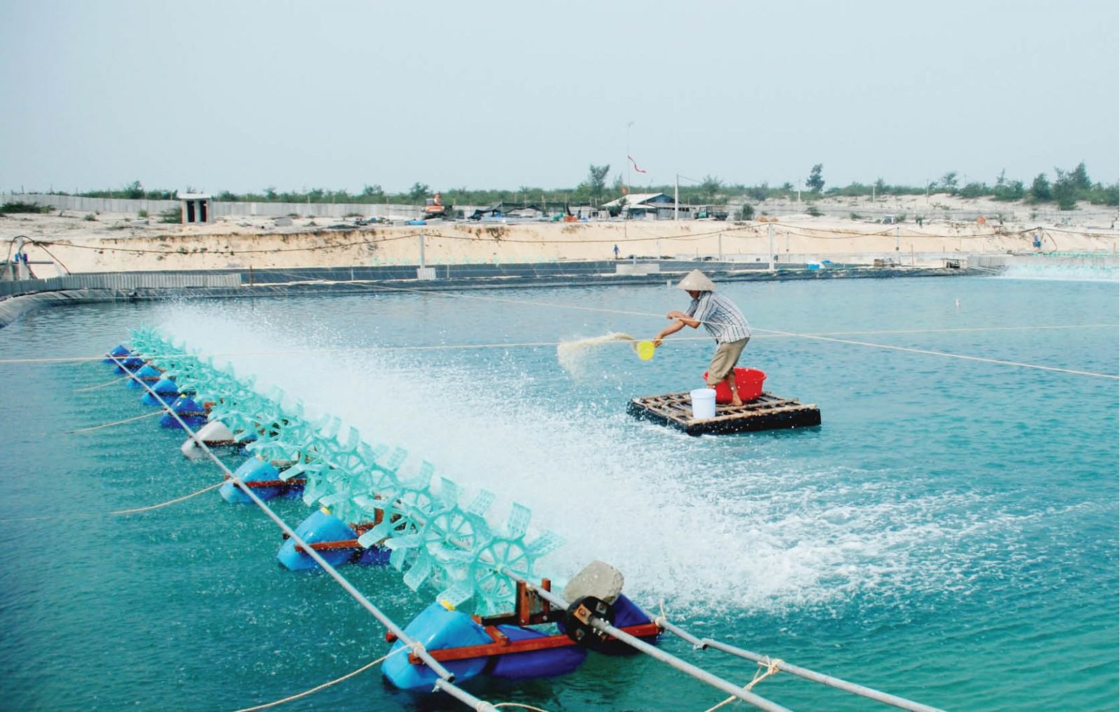 TT-Huế: Nuôi tôm trên cát bằng ao tròn, cứ 1ha nông dân bắt 15 tấn, lãi ròng 300-400 triệu/ha mỗi vụ - Ảnh 1.