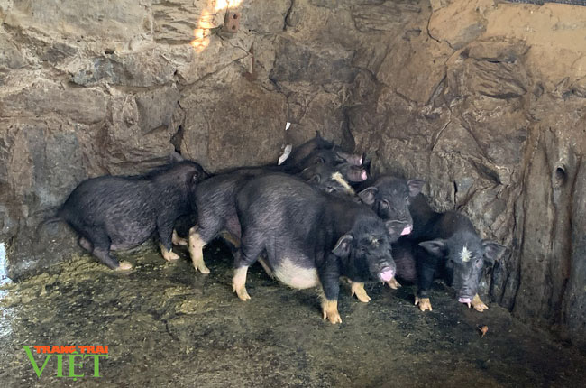 Cách làm giàu trên cùng đất khó của Vàng A Páo - Ảnh 3. Cách làm giàu trên cùng đất khó của Vàng A Páo - Ảnh 3.
