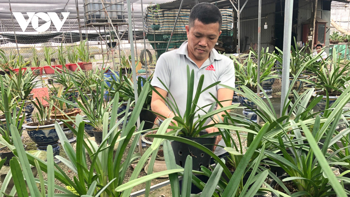 Cơn sốt lan đột biến tiền tỷ, chục tỷ, trăm tỷ: Từ đột biến có thể khiến nhiều người... đột quỵ - Ảnh 4.