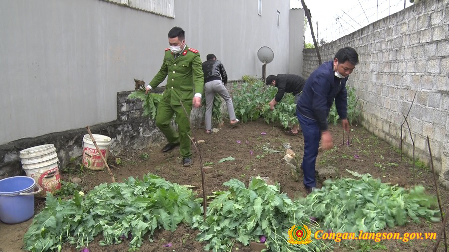thuốc phiên 1.jpg thuốc phiên 1.jpg