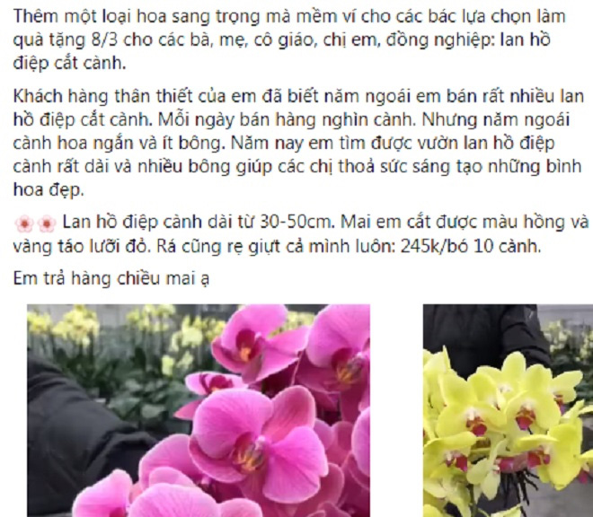Thị trường hoa 8/3: Địa lan trần mộng, hồ điệp bỗng "rẻ như rau" chỉ 10.000 đồng/cành? - Ảnh 3. Thị trường hoa 8/3: Địa lan trần mộng, hồ điệp bỗng "rẻ như rau" chỉ 10.000 đồng/cành? - Ảnh 3.