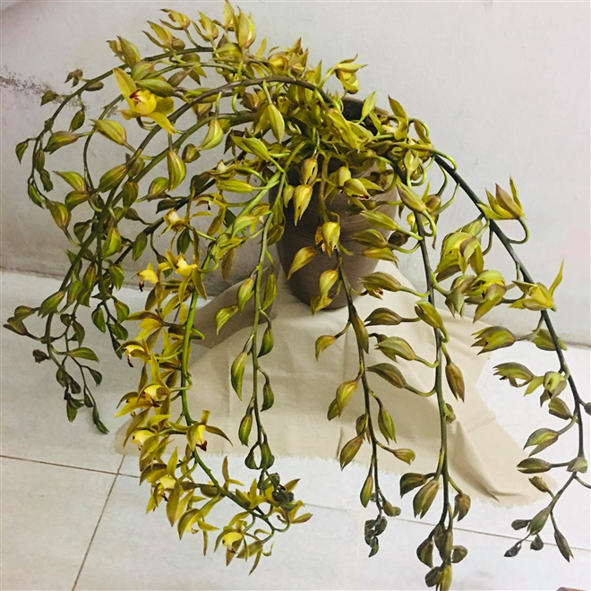 Thị trường hoa 8/3: Địa lan trần mộng, hồ điệp bỗng "rẻ như rau" chỉ 10.000 đồng/cành? - Ảnh 2. Thị trường hoa 8/3: Địa lan trần mộng, hồ điệp bỗng "rẻ như rau" chỉ 10.000 đồng/cành? - Ảnh 2.