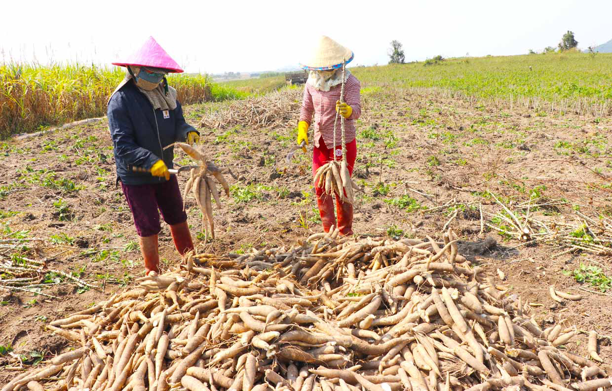 Gia Lai: Giá mì tăng cao, ai cũng lãi khá nhưng vì sao ngành nông nghiệp khuyến cáo không ồ ạt trồng? - Ảnh 2.