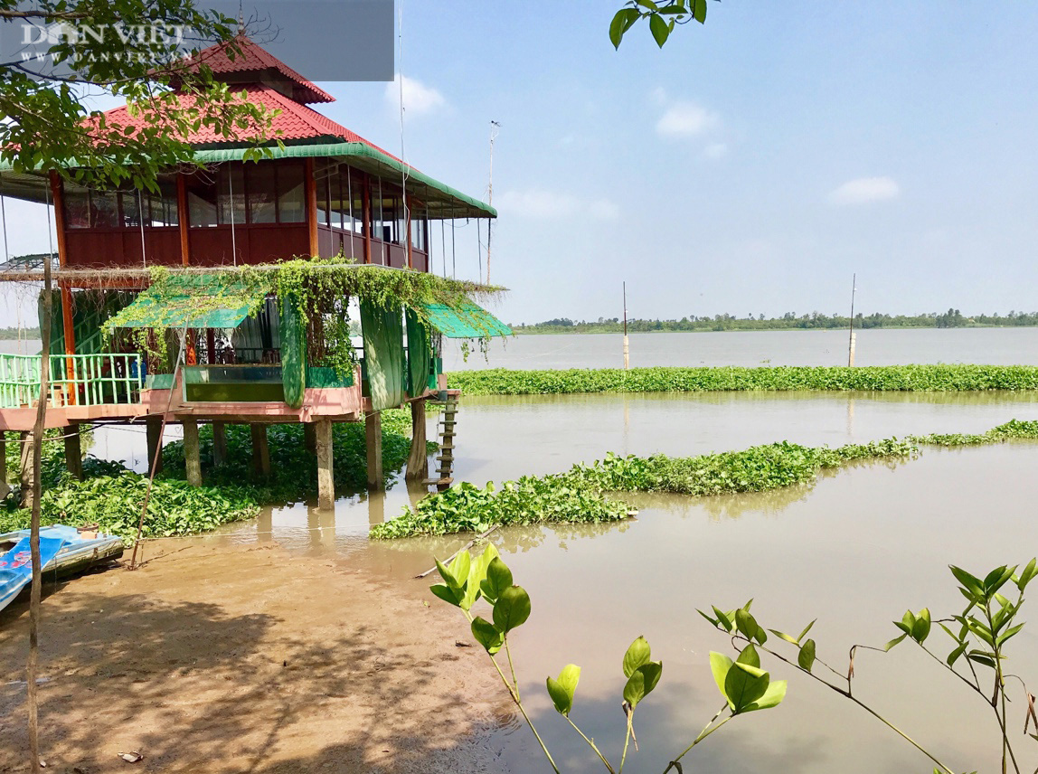Lạ đời những người bỏ tiền túi nuôi cá sông như thú cưng - Ảnh 1.