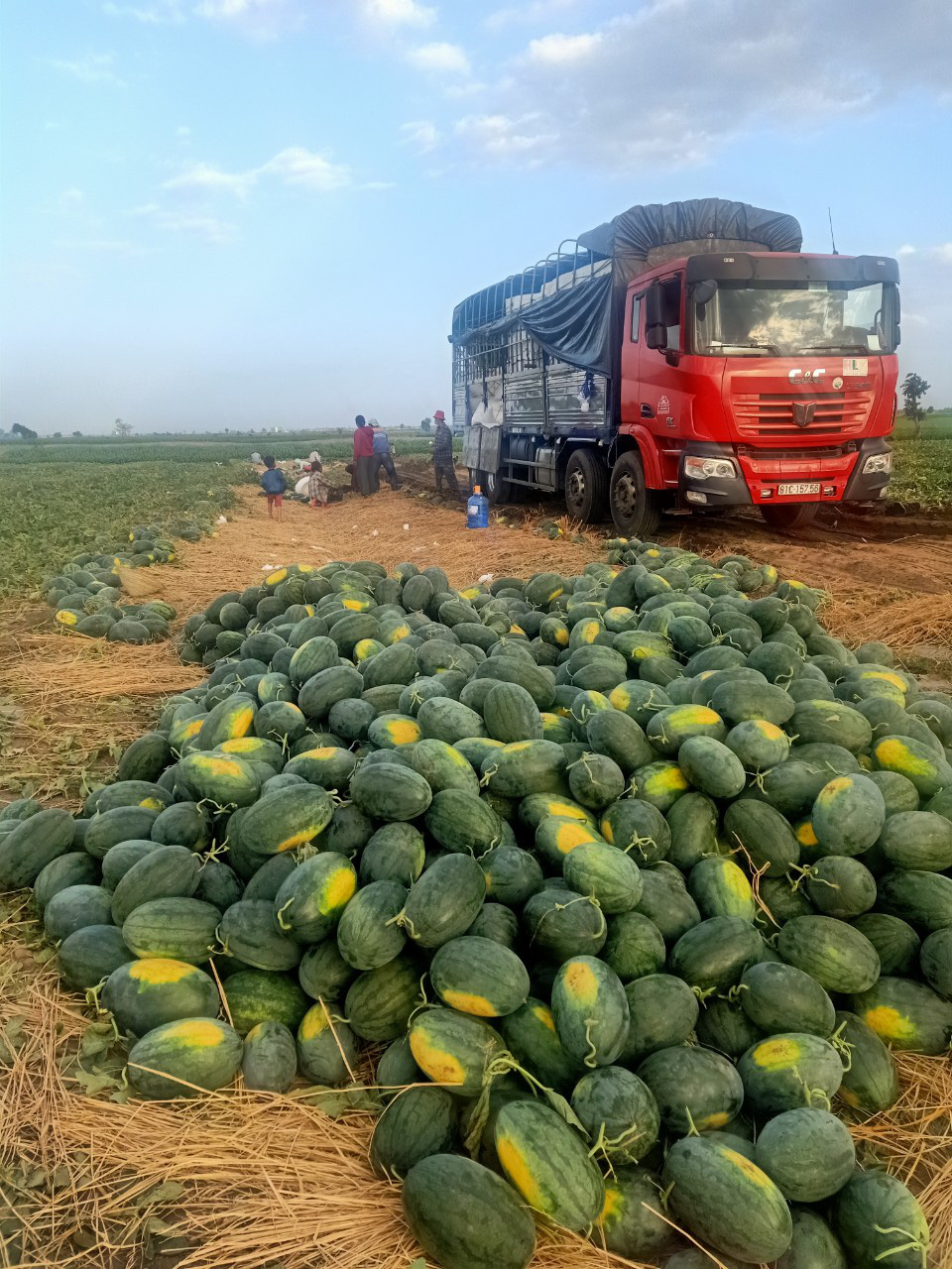 Gia Lai: Chính quyền tạo điều kiện thu mua nông sản cho người dân vùng dịch - Ảnh 2.