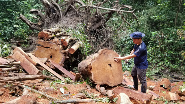 Gia Lai: Khởi tố, chuyển cơ quan công an điều tra vụ cây giáng hương cổ thụ bị cưa hạ - Ảnh 2. Gia Lai: Khởi tố, chuyển cơ quan công an điều tra vụ cây giáng hương cổ thụ bị cưa hạ - Ảnh 2.