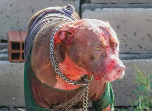 Bị 7 con chó Pitbull tấn công, người đàn ông xấu số bị cào nát mặt  - Ảnh 2.