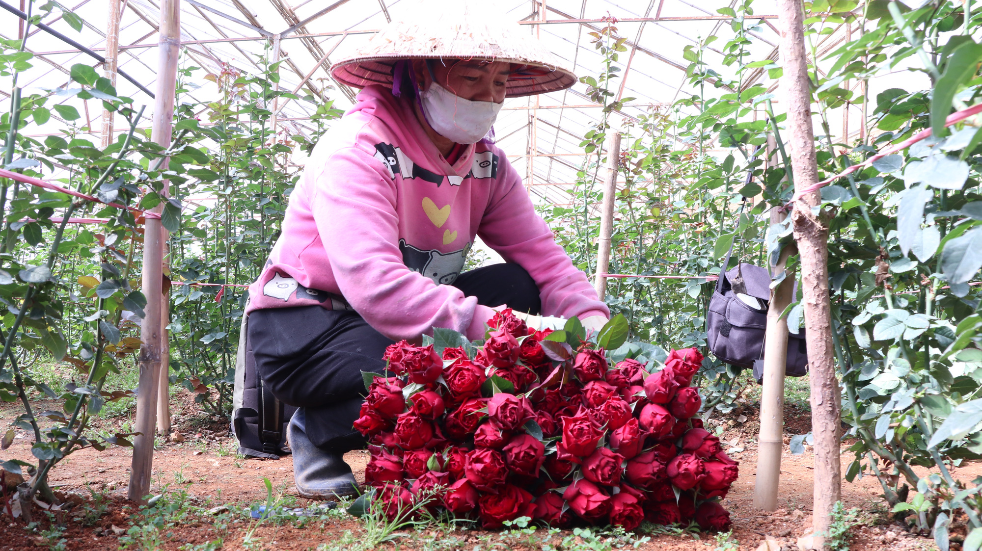 Người dân phấn khởi thu hoạch hoa hồng cận ngày Quốc tế Phụ nữ, &quot;vớt vát&quot; mùa Covid-19 - Ảnh 2.