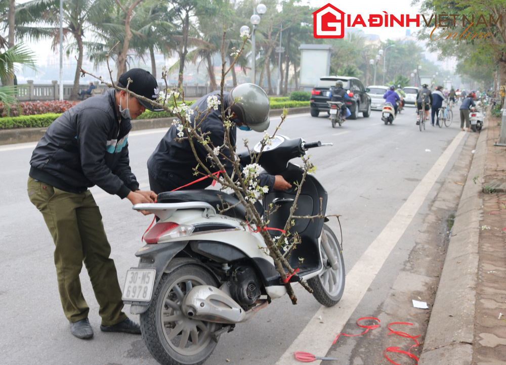 Người dân Hà Nội chen chân mua loài hoa trắng tinh khôi trưng nhà níu giữ sắc xuân - Ảnh 7. Người dân Hà Nội chen chân mua loài hoa trắng tinh khôi trưng nhà níu giữ sắc xuân - Ảnh 7.