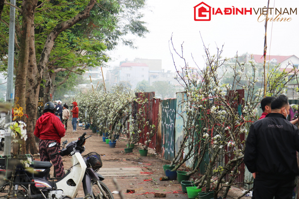 Người dân Hà Nội chen chân mua loài hoa trắng tinh khôi trưng nhà níu giữ sắc xuân - Ảnh 1. Người dân Hà Nội chen chân mua loài hoa trắng tinh khôi trưng nhà níu giữ sắc xuân - Ảnh 1.