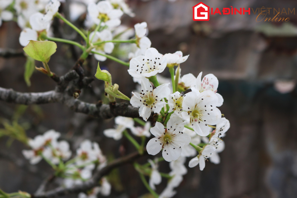 Người dân Hà Nội chen chân mua loài hoa trắng tinh khôi trưng nhà níu giữ sắc xuân - Ảnh 5. Người dân Hà Nội chen chân mua loài hoa trắng tinh khôi trưng nhà níu giữ sắc xuân - Ảnh 5.