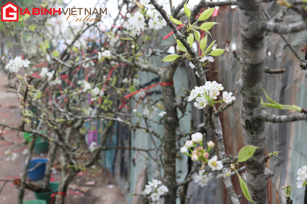 Người dân Hà Nội chen chân mua loài hoa trắng tinh khôi trưng nhà níu giữ sắc xuân - Ảnh 2. Người dân Hà Nội chen chân mua loài hoa trắng tinh khôi trưng nhà níu giữ sắc xuân - Ảnh 2.
