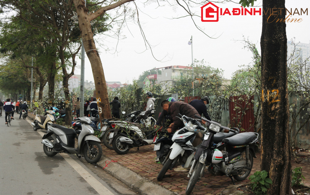 Người dân Hà Nội chen chân mua loài hoa trắng tinh khôi trưng nhà níu giữ sắc xuân - Ảnh 3. Người dân Hà Nội chen chân mua loài hoa trắng tinh khôi trưng nhà níu giữ sắc xuân - Ảnh 3.