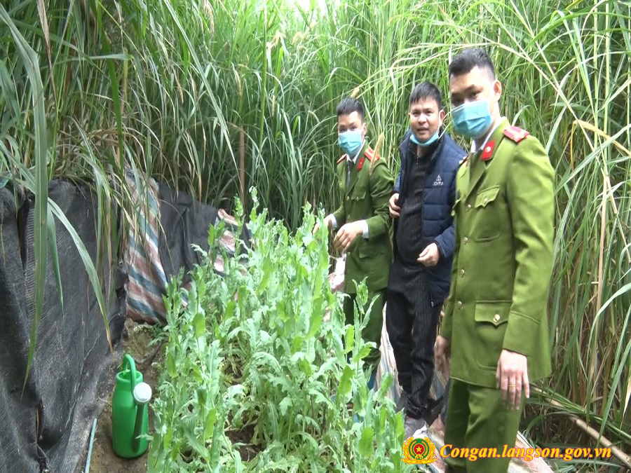 thuốc phiện 2.jpg thuốc phiện 2.jpg