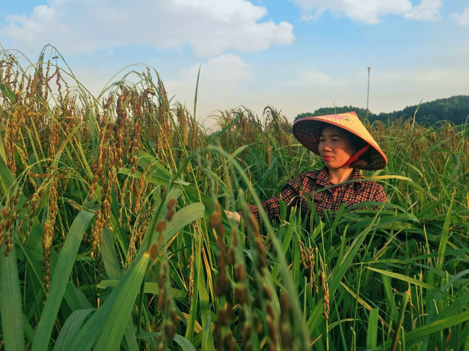 Thái Nguyên: Xây dựng chuỗi liên kết và tiêu thụ sản phẩm nếp Vải Phú Lương  - Ảnh 1.