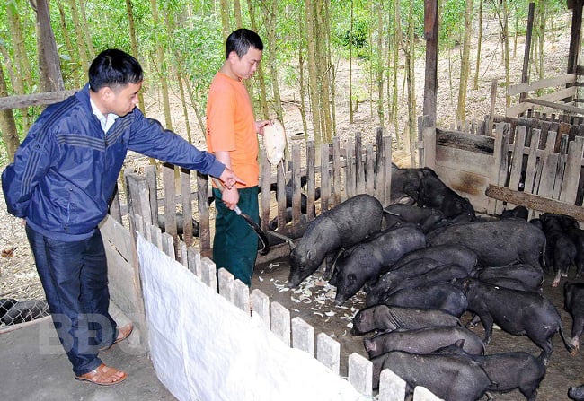 Bình Định: Loài heo đen đặc sản này thơm ngon cỡ nào mà được huyện An Lão hỗ trợ? - Ảnh 1.
