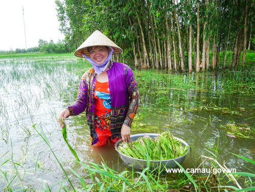 Cà Mau: Thứ rau dại xanh ngăn ngắt, mềm như bún mọc hoang ngoài đồng nước, dân đi hái không đủ mà bán - Ảnh 2.