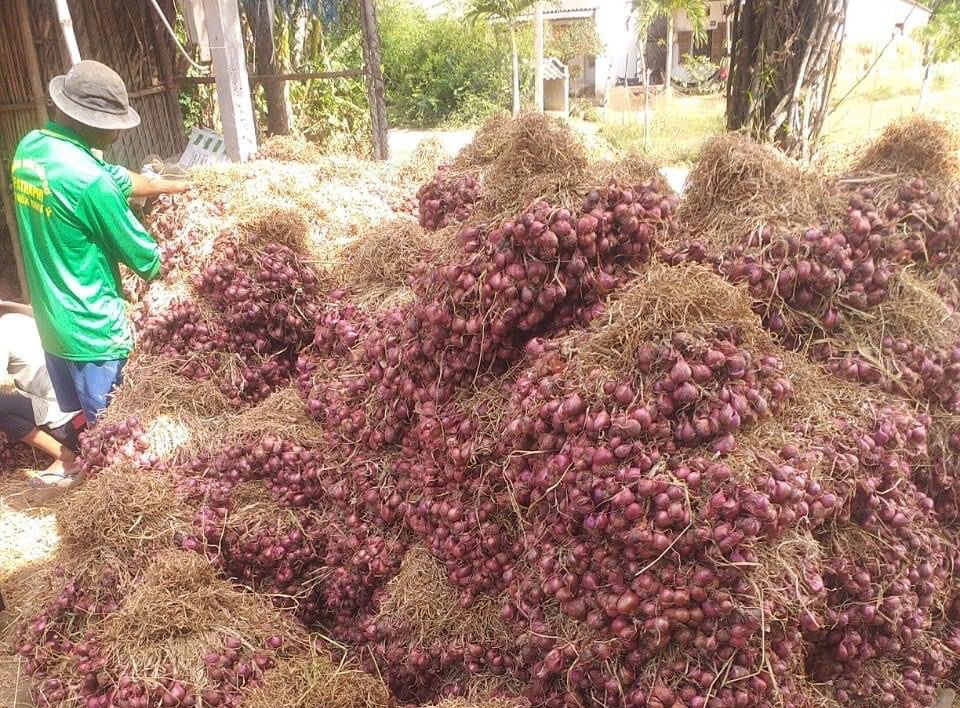 Hành khô rớt giá kỷ lục, bán 1kg không đủ mua ổ bánh mì không - Ảnh 1. Hành khô rớt giá kỷ lục, bán 1kg không đủ mua ổ bánh mì không - Ảnh 1.