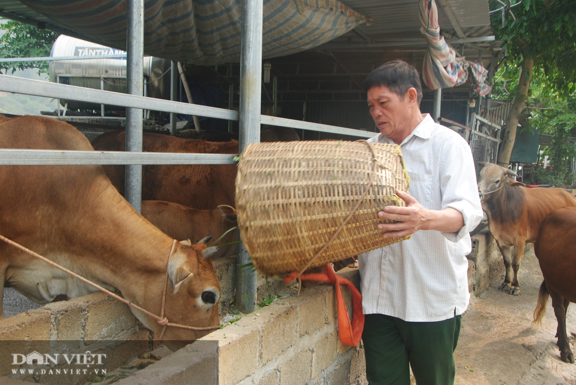 Biến bò gầy thành bò béo, cựu chiến binh kiếm hơn nửa tỷ - Ảnh 4.