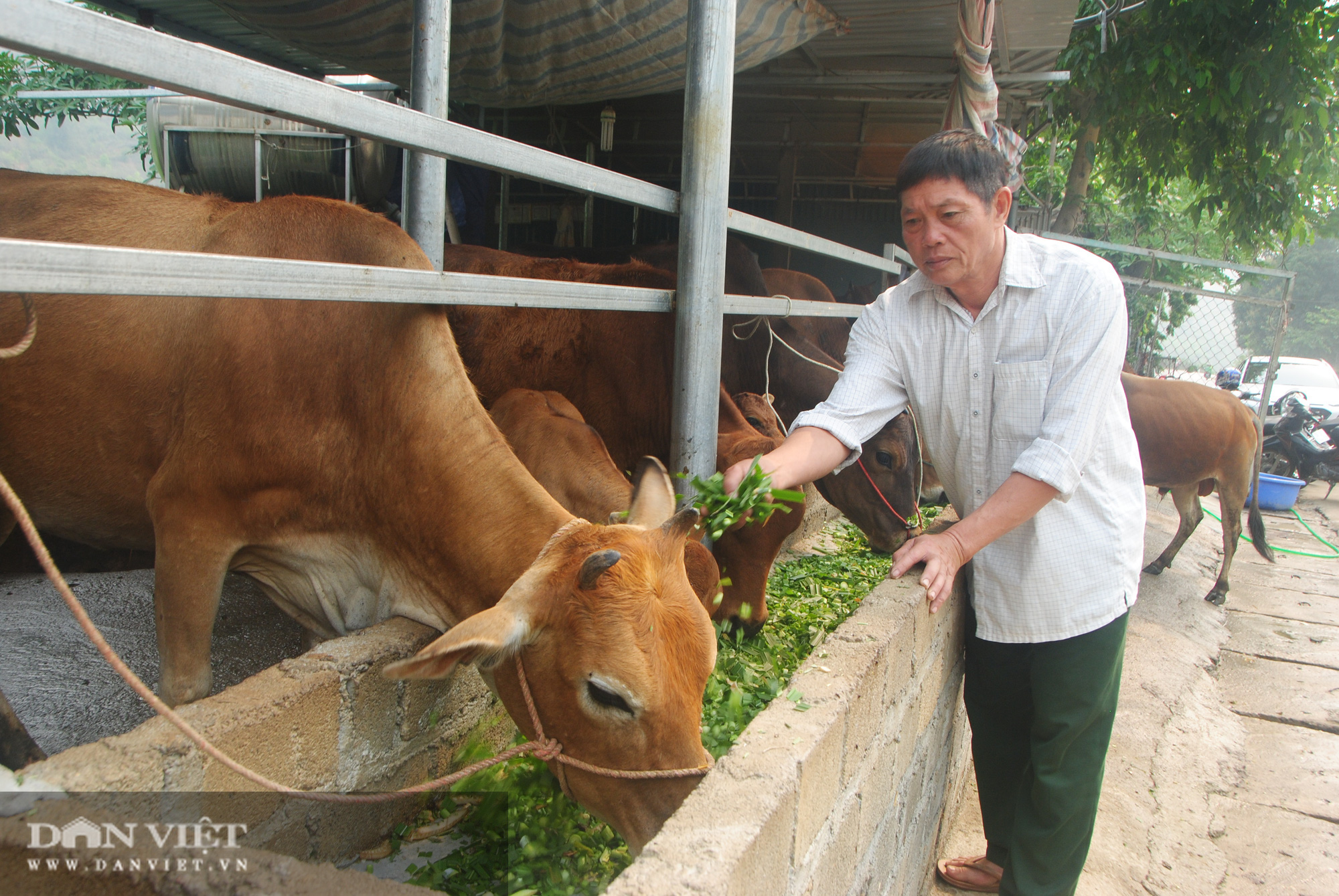 Biến bò gầy thành bò béo, cựu chiến binh kiếm hơn nửa tỷ - Ảnh 1.